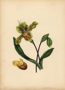 A nemes hölgypapucs, Cypripedium reginae, Hasonlatosság alkotó: Unbekannt