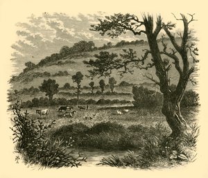 Thistledon, 1898. alkotó: Unbekannt