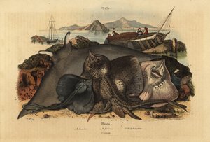 Veszélyeztetett a tüskés rája, a Raja clavata 1, a luzitániai rája, a Rhinoptera marginata 2 és az óriás ördögrája, a Mobula mobular 3 alkotó: Unbekannt