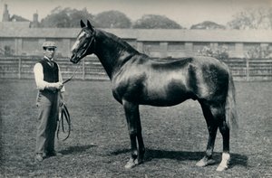 Telivér versenyló, Bend Or, c1880 alkotó: Unbekannt