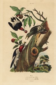Háromujjú harkály, Picoides tridactylus, hím, nőstény és fiatal külső fészek alkotó: Unbekannt