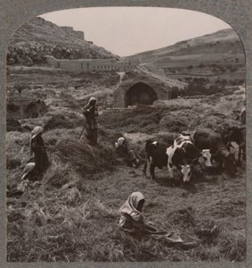 Gabona cséplés Jacobs Well közelében, 1900 alkotó: Unbekannt