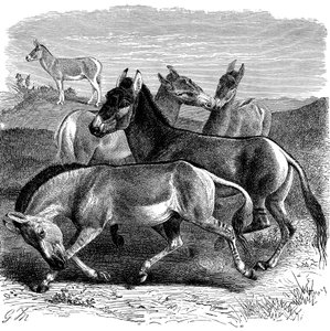 Tibeti vadszamár vagy kiang, 1893 alkotó: Unbekannt