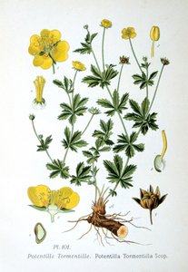 Tormentil, 1893 alkotó: Unbekannt