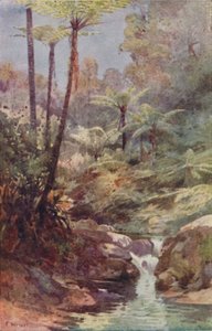 Páfrányfa, 1923. alkotó: Unbekannt