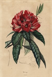 Fa rododendron, Rhododendron arboreum alkotó: Unbekannt