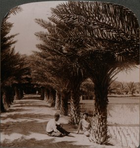 A datolyapálmák trópusi szépsége, Moanalua Honolulu közelében, H. Is. c1900 alkotó: Unbekannt
