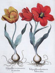 Tulipán, 1613 alkotó: Unbekannt