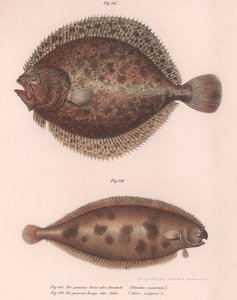 Turbolya, Rhombus maximus, közönséges nyelvhal Solea vulgaris, 1850-es évek alkotó: Unbekannt