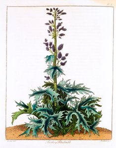 Pulyka rebarbara, 1798 alkotó: Unbekannt