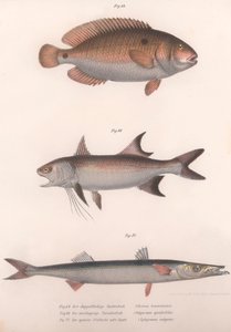 Kétfoltos Bimaculatus, afrikai vörösúszójú, közönséges barracuda, 1850-es évek alkotó: Unbekannt