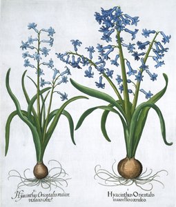 Két kék jácint, 1613 alkotó: Unbekannt