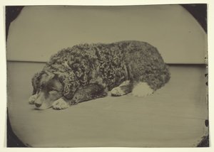 Névtelen kutya, 185099. alkotó: Unbekannt