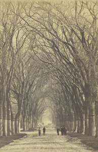 Névtelen fák sugárútja, 1840-1900. alkotó: Unbekannt