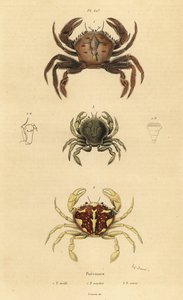 Bársonyrák, Necora puber 1, márványos úszórák, Liocarcinus marmoreus 2 és Pennant úszórák, Portumnus latipes 3 alkotó: Unbekannt