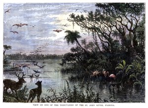 Kilátás a St John River egyik mellékfolyójára, Florida, 19. század alkotó: Unbekannt
