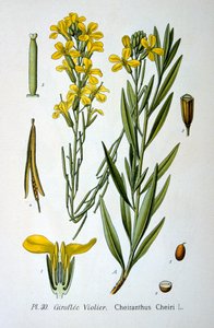 Falvirág, 1893