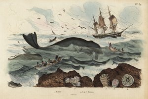 Az észak-atlanti jobboldali bálnára, az Eubalaena glacialisra vadászó bálnavadászok 1 veszélyeztetett, és 2-5. Baleine, Balenes alkotó: Unbekannt