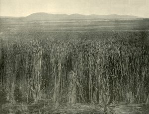 Búzamező, Canning Downs, Queensland, 1901. alkotó: Unbekannt