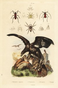 Fehérfarkú tengeri sas, Haliaeetus albicilla 5, és zsákmány, vízipók, Argyroneta aquatica 1, Purpuricenus bogarak 2 alkotó: Unbekannt