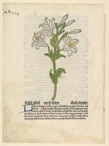 Fehér liliom, illusztráció: Gart der Gesundheit Sch.4332, 1485. március 28. alkotó: Unbekannt