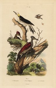 Fehér harkály, Melanerpes candidus, Fülöp törpe harkály, Yungipicus maculatus, hím és nőstény alkotó: Unbekannt