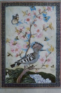 Wiedehopf / ind. Miniatűr alkotó: Unbekannt