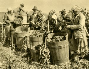 Borszüret Baden bei Wien közelében, Alsó-Ausztria, 1935. alkotó: Unbekannt