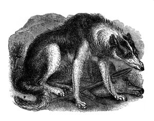 Farkaskutya, 1848 alkotó: Unbekannt