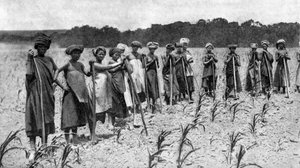 Kukoricaföldet kapáló nők, Dél-Afrika, 1923 alkotó: Unbekannt