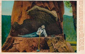 Favágó fa 46 láb kerületében. Santa Cruz Big Tree Grove, Kalifornia, 1909 alkotó: Unbekannt
