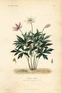 Erdei kökörcsin vagy szélvirág, Anemone nemorosa, Anemone sylvie alkotó: Unbekannt