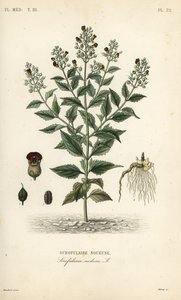 Erdő Feijivert, Scrofulariae Nosa, Scrofulaire alkotó: Unbekannt