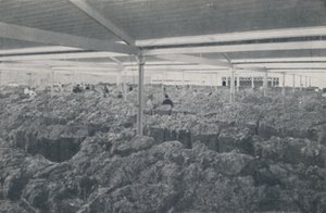 Gyapjú eladó egy melbourne-i bemutatóteremben, 1923. alkotó: Unbekannt