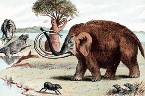 Gyapjas mamut Mammuthus, 1892 alkotó: Unbekannt