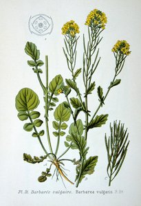 Sárga rakéta, 1893 alkotó: Unbekannt