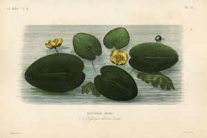 Sárga tavirózsa, Nuphar lutea, Nenuphar lutea, Nenuphar jaune alkotó: Unbekannt