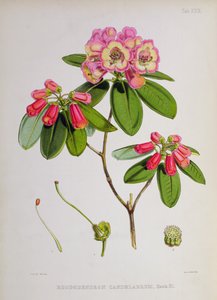 Rhododendron: Candelabrum, a 