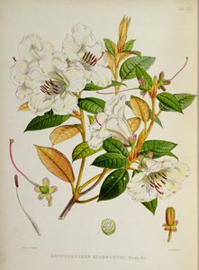 Rhododendron: Edgeworthi a 