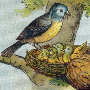 A madár fészekben eteti fiókáit. Metszet "Alphabet de ma petite fille". Bernardin-Bechet és Fils, könyvkereskedő-kiadók, Párizs, 1895 körül. Törhetetlen album vásznon. Bibliotheque des babes. 12 oldal. Olvasási módszert és illu-t tartalmazó album alkotó: Unbekannt