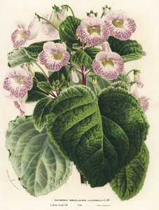 Achimenantha x naegelioides, lila kultúrnövény (Eucodonia naegelioides lilacinella). Kézi színezésű litográfia Louis van Houtte és Charles Lemaire: Flowers of the Gardens and Hothouses of Europe, Flore des Serres et des Jardins de l