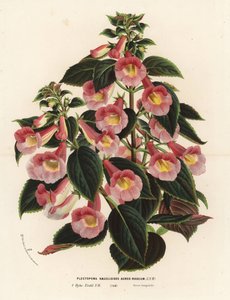 Achimenantha x naegelioides, rózsaszín és arany fajta. Plectopoma naegelioides aureo-roseum. Kézzel színezett litográfia Louis van Houtte és Charles Lemaire: Flowers of the Gardens and Hothouses of Europe, Flore des Serres et des Jardins de l