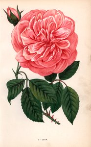 Adam rózsa, a tearózsa fajtája, amelyet a reimsi Monsieur Adam 1838-ban nevelt. F. Grobon által Hippolyte Jamain és Eugene Forney "Les Roses" című műve alapján rajzolt és litografált kromolitográfia, Párizs, J. Rothschild. alkotó: Unbekannter Künstler