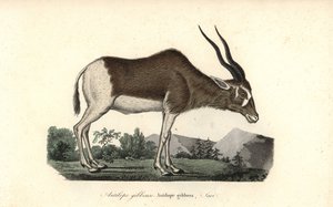 Addax vagy csavarkürtös antilop, Addax nasomaculatus. Kritikusan veszélyeztetett. Kézzel színezett rézmetszet Rene Primevere Lesson Complements de Buffon című művéből, Pourrat Freres, Párizs. alkotó: Unbekannter Künstler