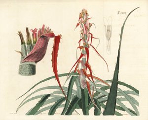 Aguava, Bromelia alsodes (keskeny levelű ananász, Bromelia sylvestris). Weddell kézi rézmetszete John Curtis botanikai illusztrációja után, William Curtis
