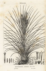 Légvirág, Tillandsia juncea (Bonapartea juncea). Kézzel színezett litográfia Louis van Houtte és Charles Lemaire: Flowers of the Gardens and Hothouses of Europe, Flore des Serres et des Jardins de l