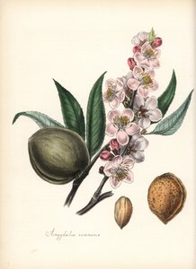 Mandula - Közönséges mandula, Prunus amygdalus (Amygdala communis), virággal, levéllel, terméssel és maggal (dió). Chabots kézzel színezett cinkográfiája, amelyet Miss M. A. Burnett rajzolt a "Plantae Utiliores: or Illustrations of Useful Plants" című művé alkotó: Unbekannter Künstler