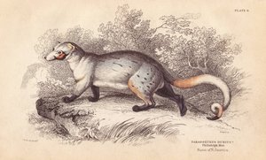 Amerikai paradoxon, Paradoxurus dubius. A Philadelphia Múzeumban található példányról. Lizars kézzel színezett acélmetszete Charles Hamilton Smith illusztrációja után, William Jardine