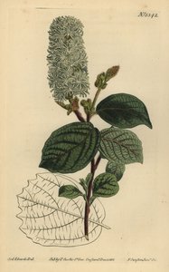 Amerikai wych mogyoró, Fothergilla gardenii (széleslevelű fothergilla, Fothergilla alnifolia major) alkotó: Unbekannt