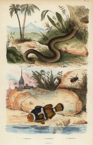Amphicoma scullelata 1, nyerges bohóchal, Amphiprion polymnus 2 és fehér féreggyík, Amphisbaena alba 3. Amphiprion laticlavius Amphicome, Amphiprion, Amphisbene alkotó: Unbekannt